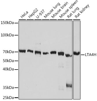 LTA4H Rabbit mAb