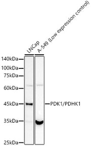 PDK1/PDHK1 Rabbit mAb