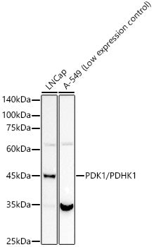 PDK1/PDHK1 Rabbit mAb