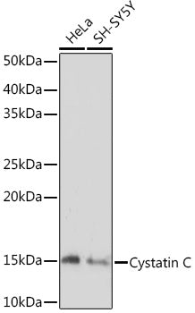Cystatin C Rabbit mAb