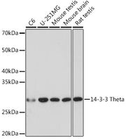 14-3-3 Theta Rabbit mAb