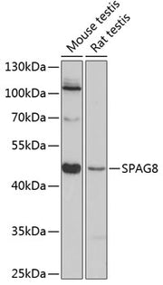 SPAG8 Rabbit pAb