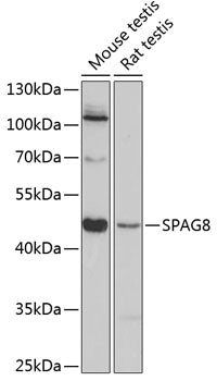 SPAG8 Rabbit pAb