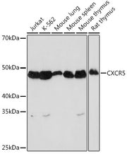 CXCR5 Rabbit mAb