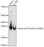 Neutrophil Elastase (ELANE) Rabbit mAb