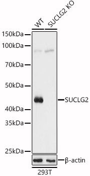 [KO Validated] SUCLG2 Rabbit pAb