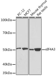 eIF4A3 Rabbit mAb