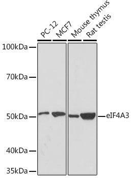 eIF4A3 Rabbit mAb