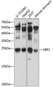 VBP1 Rabbit pAb