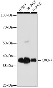 CXCR7 Rabbit mAb