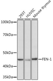 FEN-1 Rabbit mAb