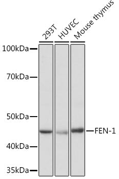 FEN-1 Rabbit mAb