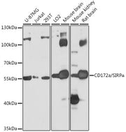 CD172a/SIRPα Rabbit pAb