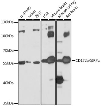 CD172a/SIRPα Rabbit pAb
