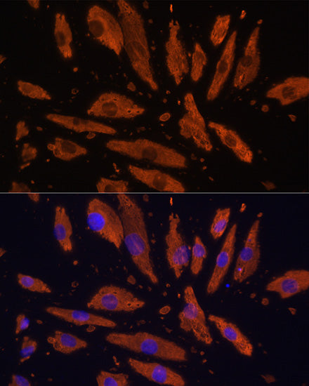 CD172a/SIRPα Rabbit pAb
