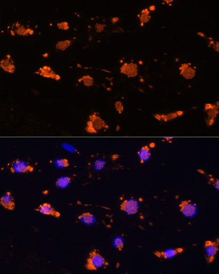 CD172a/SIRPα Rabbit pAb