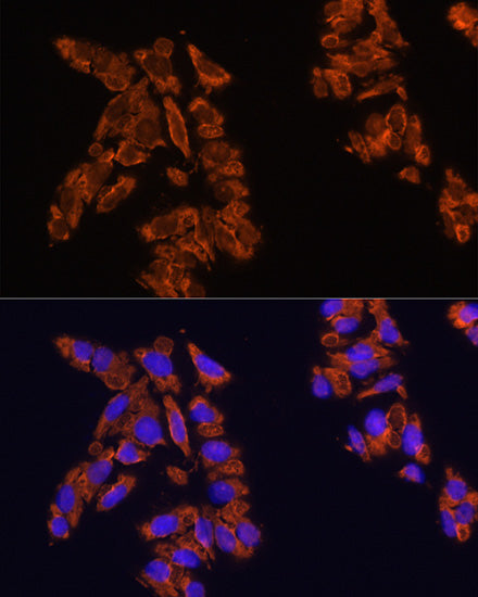 CD172a/SIRPα Rabbit pAb