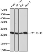 FAT10/UBD Rabbit mAb