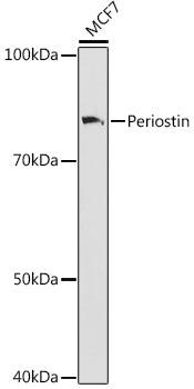 Periostin Rabbit mAb