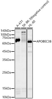 APOBEC3B Rabbit pAb