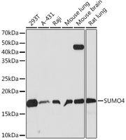 SUMO4 Rabbit mAb