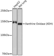 Xanthine Oxidase (XDH) Rabbit mAb