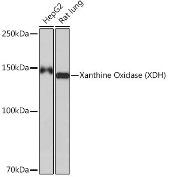 Xanthine Oxidase (XDH) Rabbit mAb