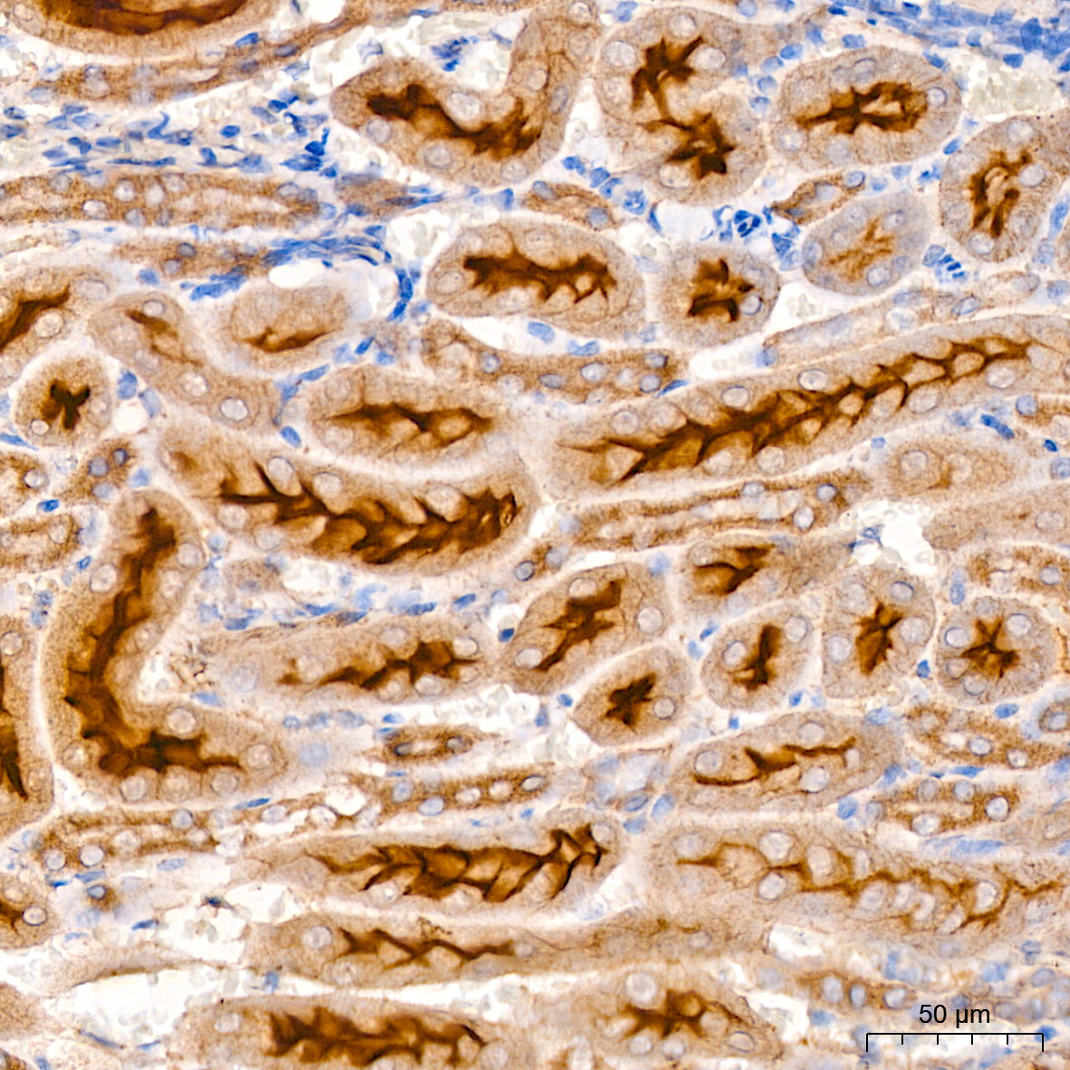 Xanthine Oxidase (XDH) Rabbit mAb