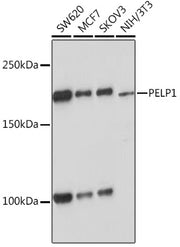 PELP1 Rabbit mAb