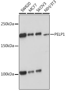PELP1 Rabbit mAb