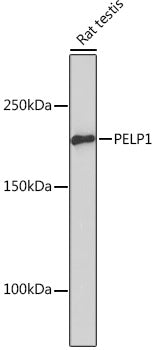 PELP1 Rabbit mAb