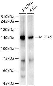 MGEA5 Rabbit pAb