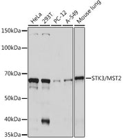 STK3/MST2 Rabbit mAb