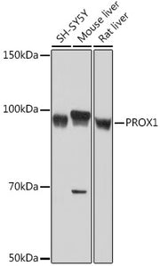PROX1 Rabbit mAb