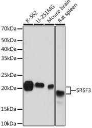 SRSF3 Rabbit mAb