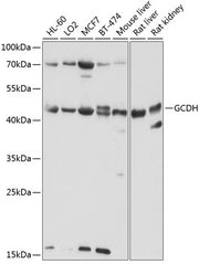 GCDH Rabbit pAb
