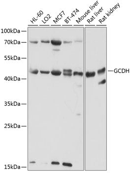 GCDH Rabbit pAb