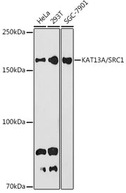 KAT13A / SRC1 Rabbit mAb