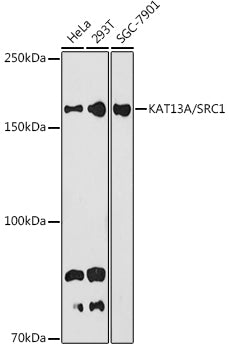 KAT13A / SRC1 Rabbit mAb