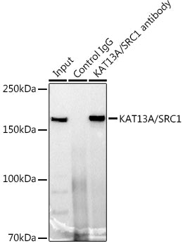 KAT13A / SRC1 Rabbit mAb