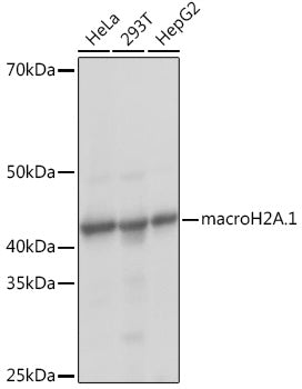 macroH2A.1 Rabbit mAb