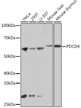 PDCD4 Rabbit mAb