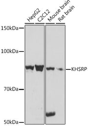 KHSRP Rabbit mAb