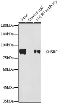 KHSRP Rabbit mAb