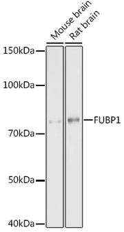 FUBP1 Rabbit mAb