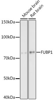 FUBP1 Rabbit mAb