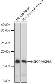 HSP20/HSPB6 Rabbit mAb