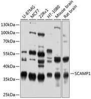 SCAMP1 Rabbit pAb