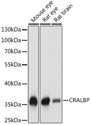 CRALBP Rabbit pAb