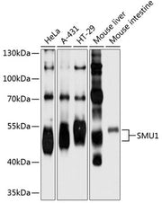 SMU1 Rabbit pAb